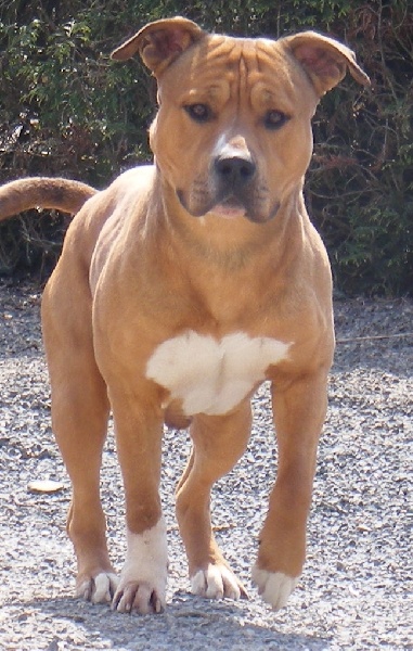 Drazyc (sonny) Of big-idle