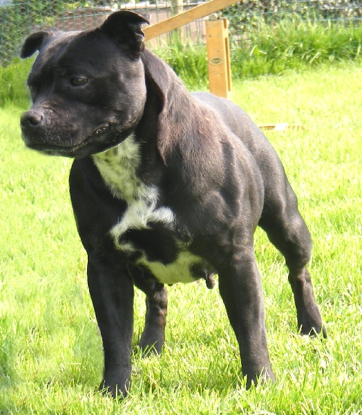 Darling baby De la vauxoise