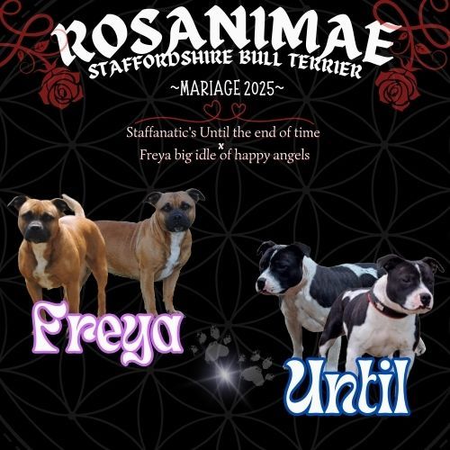Rosanimae - MARIAGE 2025
