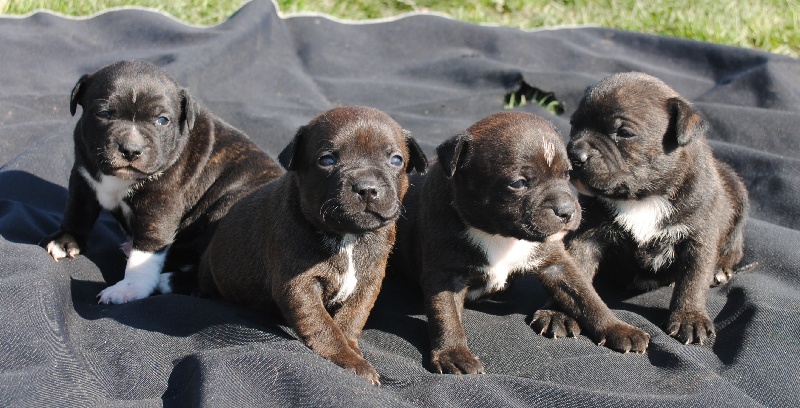 Rosanimae - Staffordshire Bull Terrier - Portée née le 02/02/2014