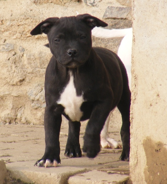 Rosanimae - Staffordshire Bull Terrier - Portée née le 14/11/2009
