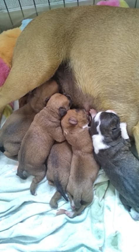 Chiot Staffordshire Bull Terrier Rosanimae