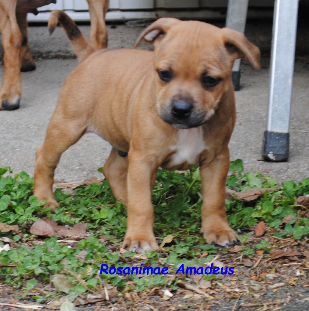 Rosanimae - Chiots disponibles - Staffordshire Bull Terrier