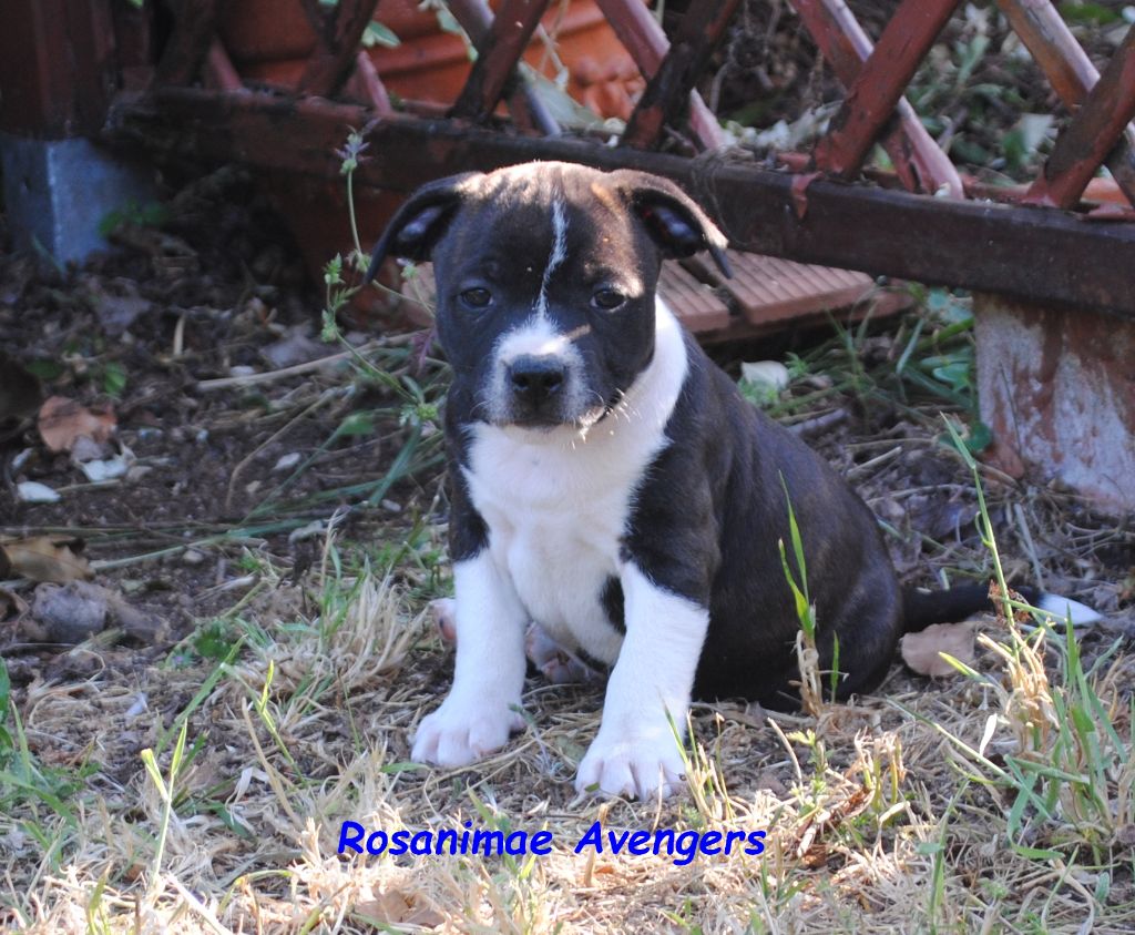 Rosanimae - Chiots disponibles - Staffordshire Bull Terrier