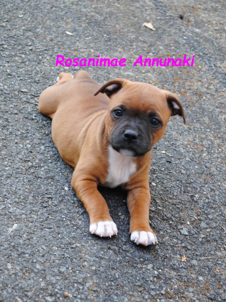 Rosanimae - Chiots disponibles - Staffordshire Bull Terrier