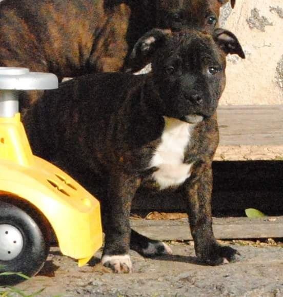 Rosanimae - Staffordshire Bull Terrier - Portée née le 28/11/2015