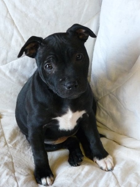 Rosanimae - Staffordshire Bull Terrier - Portée née le 14/11/2009